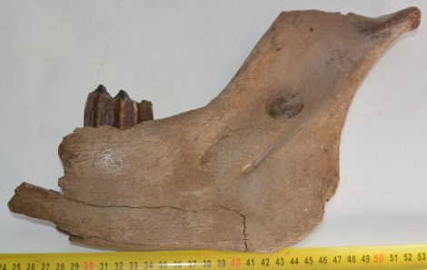 Bison priscus részleges állkapocs (224 mm)