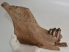 Bison priscus részleges állkapocs (224 mm)