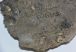 Turitella sp. csiga kövületek kőzetben Weitendorf közeléből