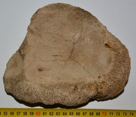 Mammuthus primigenius részleges tibia csont vég (1019 gramm)