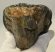 Mammuthus meridionalis partial tooth (1090 grams)