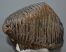 Mammuthus primigenius felső fog (4566 gramm) gyapjas mamut