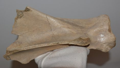 Bison priscus részleges lapocka csont 