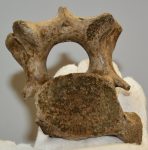 Stephanorhinus etruscus partial cervical vertebra