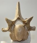   Bison priscus részleges csigolya csont ( sztyeppei bölény )