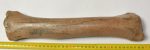 Megaloceros sp. radius csont (371 mm)
