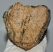 Mammuthus meridionalis részleges fog (1418 gramm)