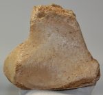 Mammuthus primigenius részleges melső lábcsont (lunatum)