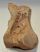 Mammuthus primigenius részleges melső lábcsont (lunatum)