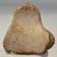 Mammuthus primigenius részleges melső lábcsont (lunatum)