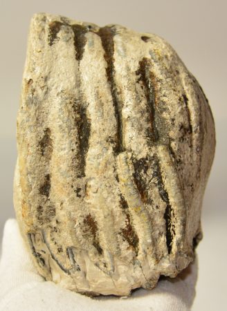 Mammuthus sp. partial tooth (1695 grams)