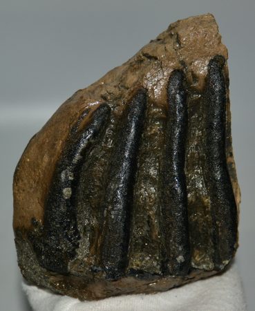 Mammuthus meridionalis partial tooth (1492 grams)