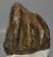 Mammuthus meridionalis partial tooth (1492 grams)