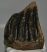 Mammuthus meridionalis partial tooth (1492 grams)