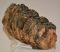 Mammuthus meridionalis részleges fog (929 gramm)