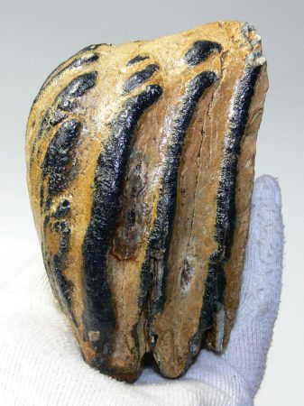 Mammuthus meridionalis részleges fog (850 gramm)