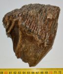 Mammuthus primigenius tooth (975 grams)