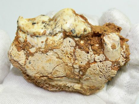Crocuta Spelaea tooth Hyena partial skull from France