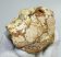 Crocuta spelaea hiéna fog koponya csontban Franciaországból