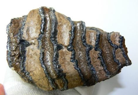 Mammuthus meridionalis részleges fog (752 gramm)