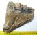 Mammuthus meridionalis partial tooth (752 grams)