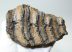 Mammuthus meridionalis részleges fog (752 gramm)