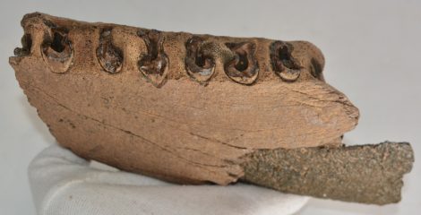 Stephanorhinus sp. részleges állkapocs töredék (219 mm)