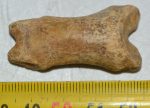 Ursus spelaeus toe bone (42 mm) proximal phalanges