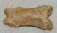 Ursus spelaeus toe bone (42 mm) proximal phalanges