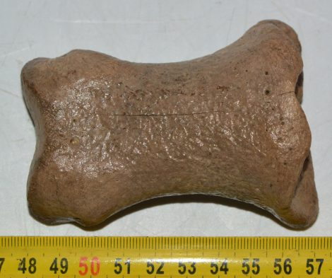 Equus sp. proximal phalanx bone