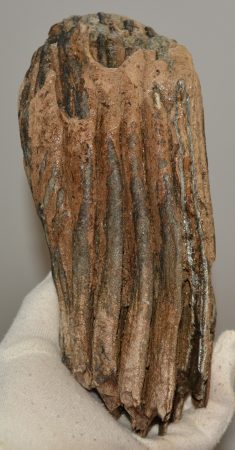 Mammuthus primigenius részleges fog (1790 gramm)