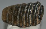 Mammuthus meridionalis fog (699 gramm)