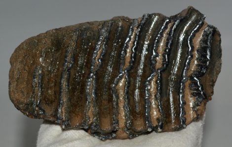 Mammuthus meridionalis fog (699 gramm)