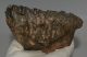 Mammuthus meridionalis fog (699 gramm)