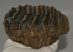 Mammuthus meridionalis fog (699 gramm)