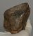 Mammuthus meridionalis fog (699 gramm)