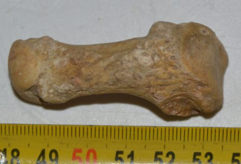 Ursus spelaeus metapodium csont (52,3 cm) Ursus spelaeus metapodium csont (52,3 cm)