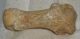 Ursus spelaeus metapodium csont (52,3 cm) Ursus spelaeus metapodium csont (52,3 cm)