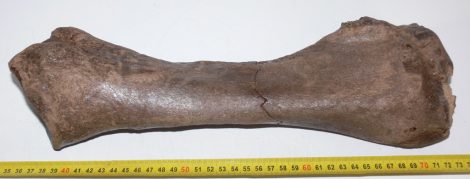 Rhinoceros partial radius bone (375 mm)