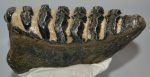 Mammuthus meridionalis tooth (1747 grams) Southern Mammoth