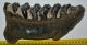 Mammuthus meridionalis tooth (1747 grams) Southern Mammoth