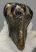 Mammuthus meridionalis tooth (1747 grams) Southern Mammoth