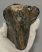 Mammuthus meridionalis tooth (1747 grams) Southern Mammoth