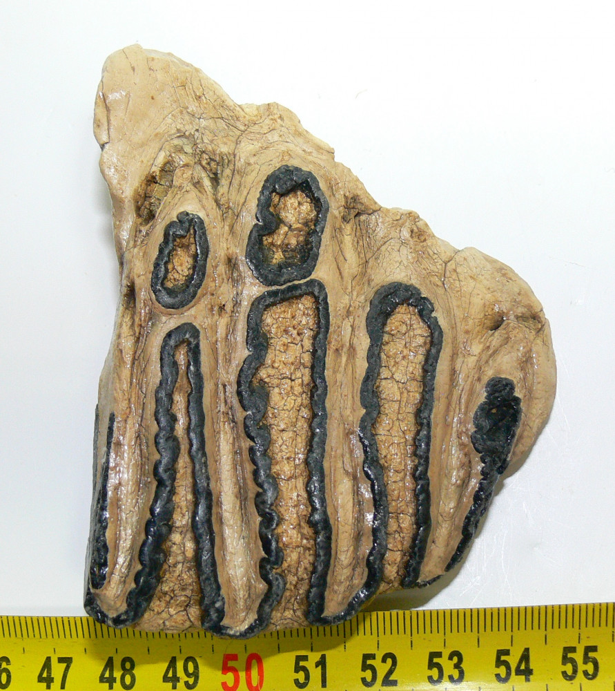 Fossil Mammal Teeth 8.3 gram 30x22x12 mm