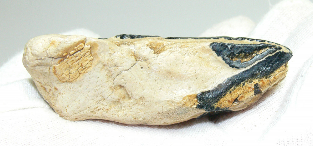 Fossil Mammal Teeth 8.3 gram 30x22x12 mm