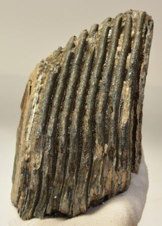 Mammuthus primigenius részleges fog (2256 gramm)