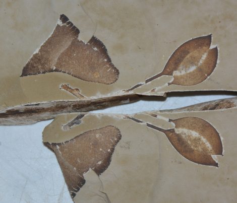 Podocarpium podocarpium pod fruit imprint in pair from Erdőbénye