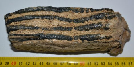 Mammuthus primigenius partial tooth (905 grams) SOLD (R) 05