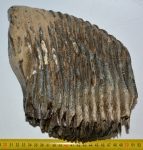   Mammuthus primigenius részleges felső fog (4618 gramm) ELFOGYOTT 04