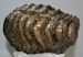 Mammuthus meridionalis tooth (2527 grams) Southern mammoth